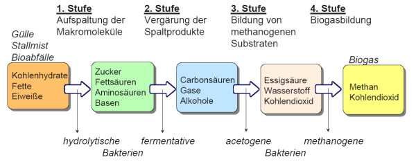 Das Bild zeigt vereinfacht den Prozess der Biogasbildung: Die Inhaltsstoffe des Substrates, also Kohlehydrate, Fette und Eiwei&szlig;e werden mit Hilfe hydrolytischer Bakterien zerlegt in Zucker, Fetts&auml;uren, Aminos&auml;uren und Basen. Durch fermentative Bakterien erfolgt eine weitere Aufspaltung in Carbons&auml;uren, Gase und Alkohole. Auf Stufe 3 wandeln acetogene Bakterien diese Stoffe in Essigs&auml;ure, Wasserstoff und CO2 um, im letzten Schritt entsteht durch methanogene Bakterien das Rohbiogas, bestehend aus Methan und CO2.